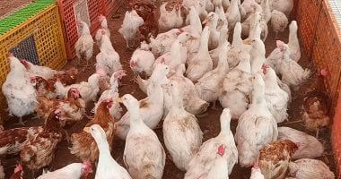 بورصة الدواجن اليوم.. استقرار أسعار الفراخ والبيض فى مصر