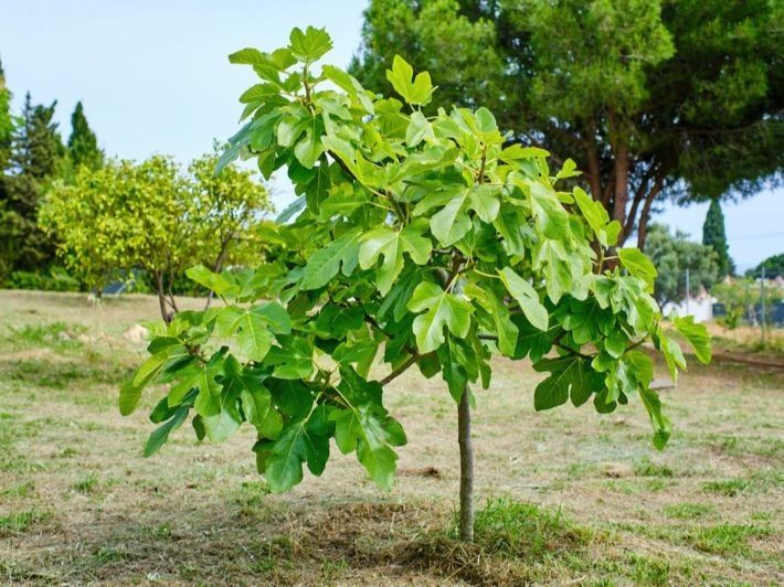 7 نباتات تحسن جودة الهواء وتخفض درجة الحرارة.. تعرف عليها