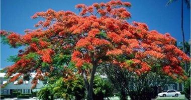 10 معلومات عن الشجرة الملكية المهددة بالانقراض.. تعرف عليها