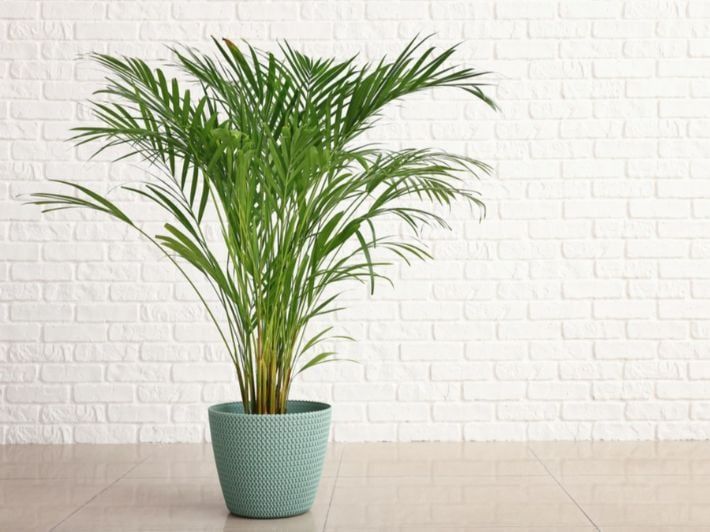 7 نباتات تحسن جودة الهواء وتخفض درجة الحرارة.. تعرف عليها