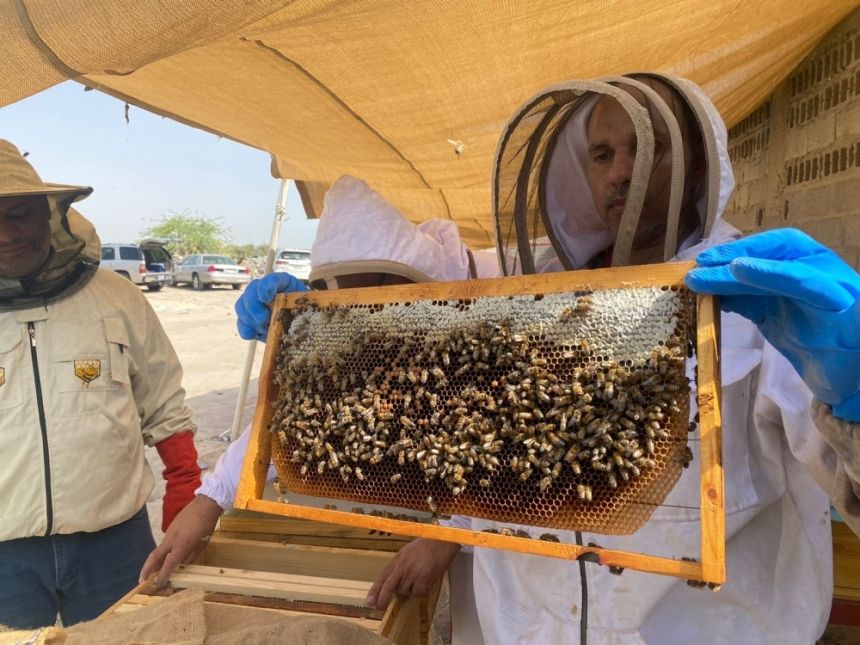 إنتاج مبشر.. جولات رقابية مكثفة على مناحل عسل المانجروف في الساحل الشرقي
