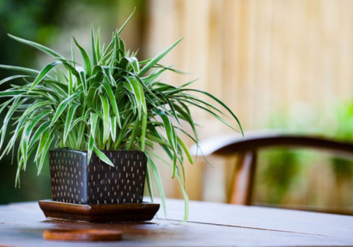 7 نباتات تحسن جودة الهواء وتخفض درجة الحرارة.. تعرف عليها