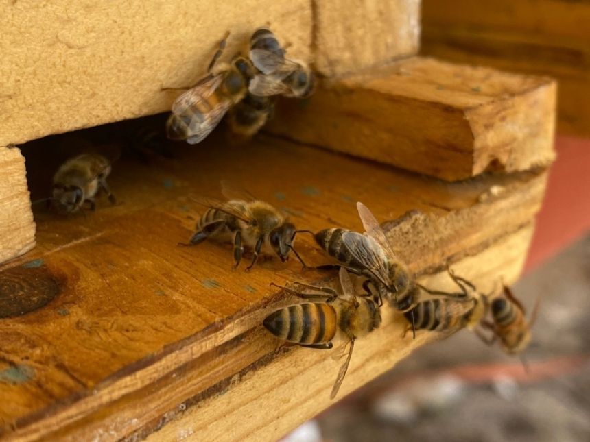 إنتاج مبشر.. جولات رقابية مكثفة على مناحل عسل المانجروف في الساحل الشرقي