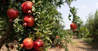 تصدير 9134 طنا من الرمان منذ بداية الموسم حتى الآن