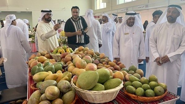 انطلاق مهرجان خورفكان للمانجو