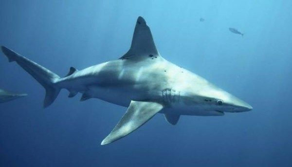 غداً.. تبدأ فترة السماح بصيد أسماك القرش بالدولة