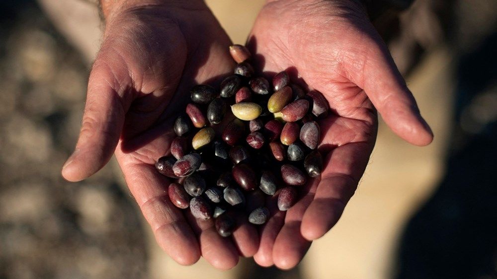 تغير المناخ يرغم منتجي زيت الزيتون على البحث عن حلول