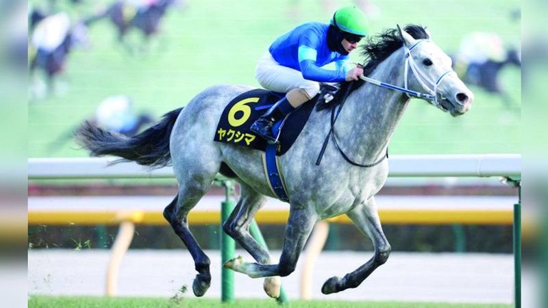 الامارات | «غودولفين» ينشد لقب سباق «كيتاكيوشوكينين» الياباني اليوم