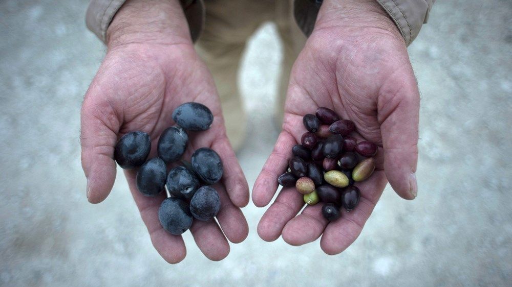 تغير المناخ يرغم منتجي زيت الزيتون على البحث عن حلول