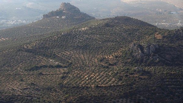 تغير المناخ يرغم منتجي زيت الزيتون على البحث عن حلول