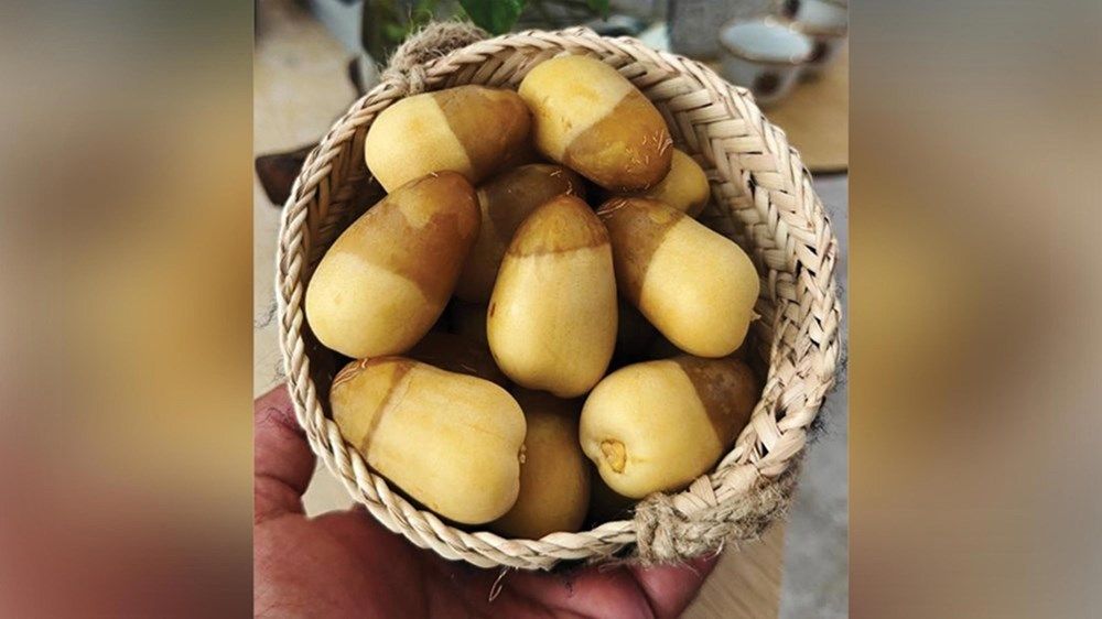 النخلة.. شاهد حي يحكي  تراث وتاريخ الإمارات