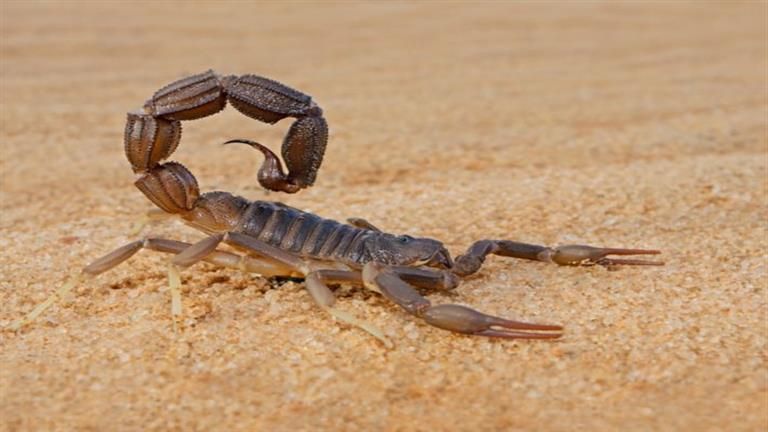 الطريشة والعقارب يلدغون 4 أشخاص بينهم طفل في الوادي الجديد