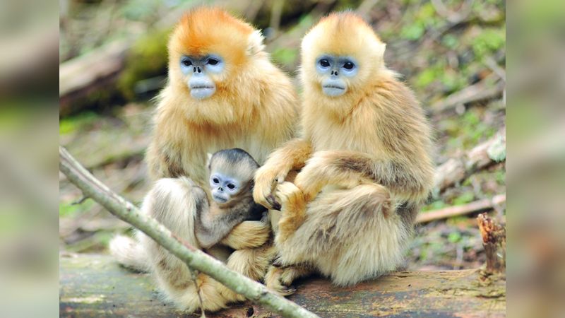 الامارات | القرود الذهبية النادرة تتزايد في شننونغجيا الصينية