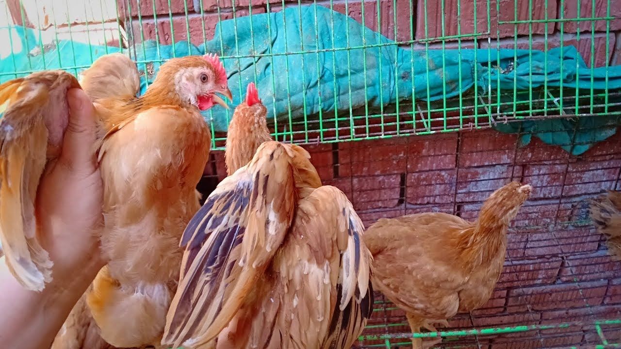 سعر الكتكوت الأبيض اليوم الثلاثاء 2 يوليو 2024 في مخلتف الشركات