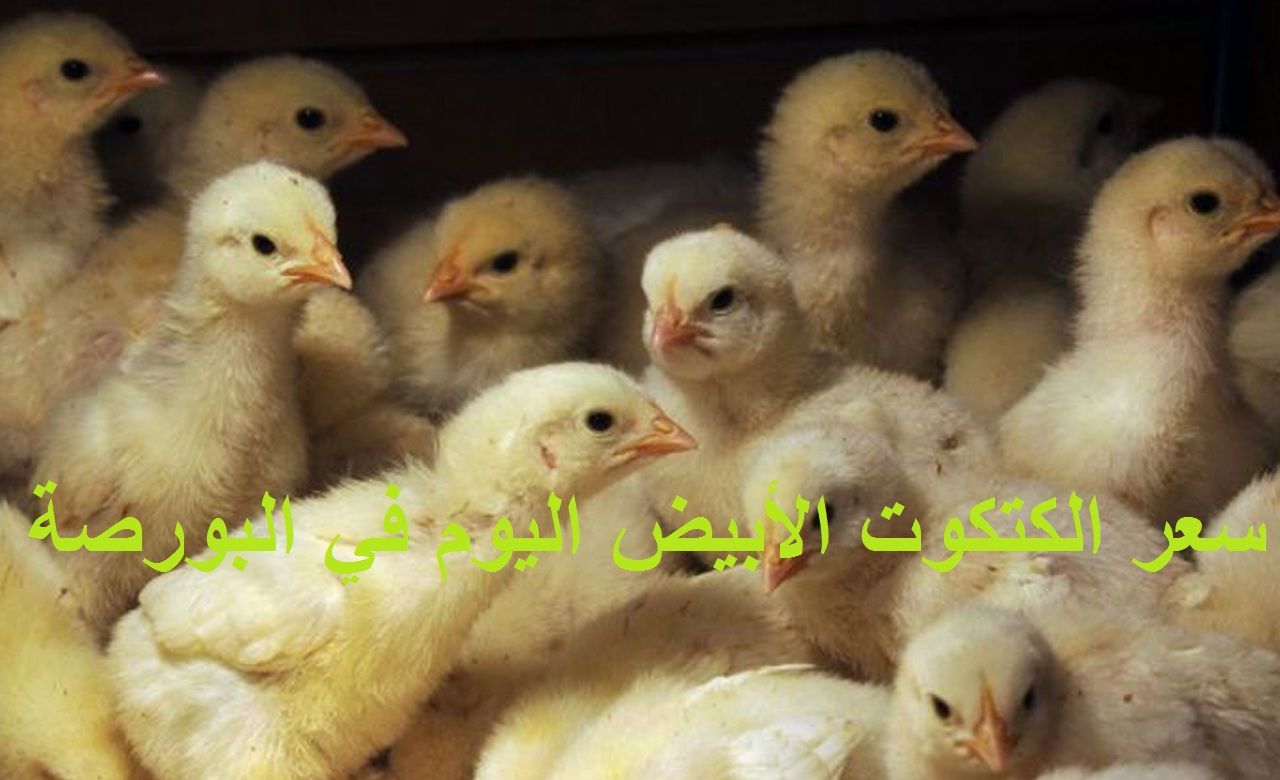 سعر الكتكوت الأبيض اليوم الثلاثاء 2 يوليو 2024 في مخلتف الشركات