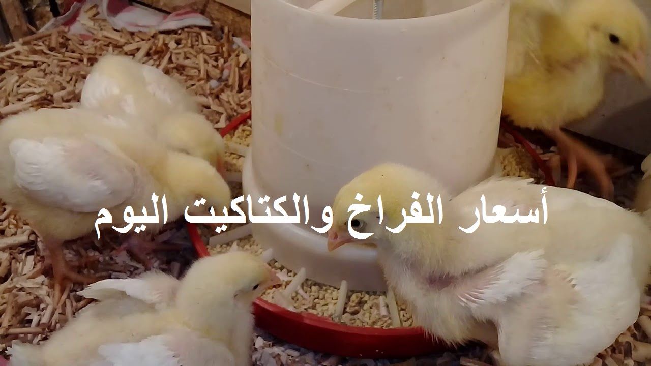 الأسعار بتنزل| سعر الفراخ اليوم الثلاثاء 2 يوليو 2024 في بورصة الدواجن