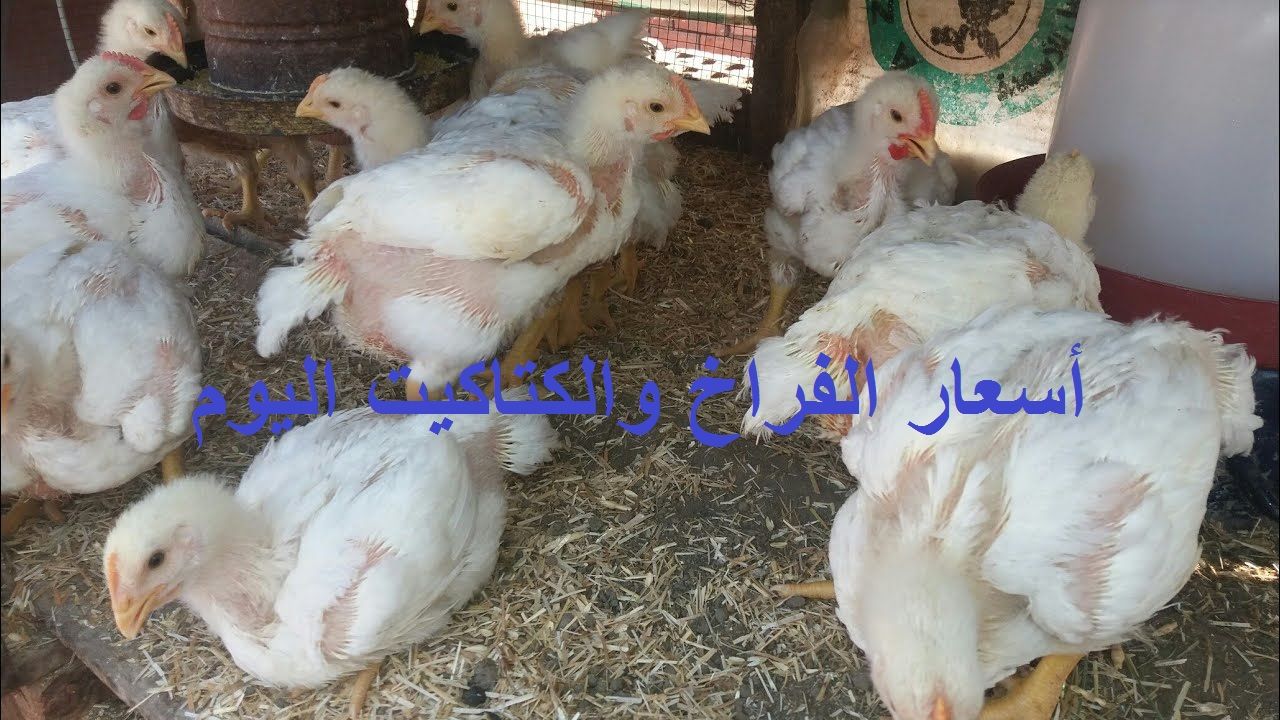 الآن.. أسعار بورصة الدواجن اليوم الثلاثاء 2 يوليو 2024 فراخ وكتاكيت وبيض