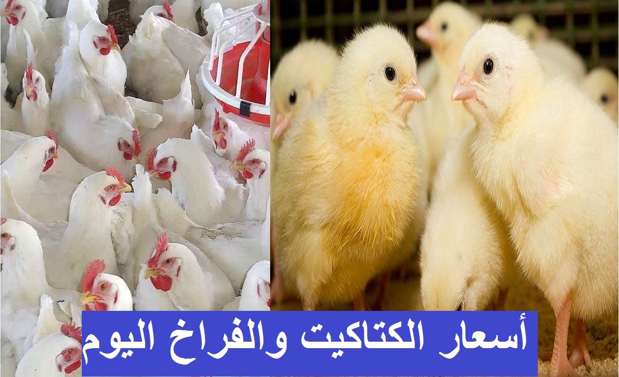 سعر الكتكوت الأبيض اليوم الثلاثاء 2 يوليو 2024 في مخلتف الشركات