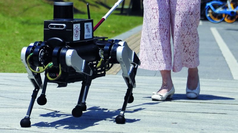 الامارات | «الكلب الدليل» قد يوفر الاستقلالية لضعاف البصر