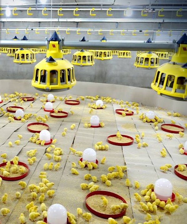 سعر الكتكوت الأبيض اليوم الثلاثاء 2 يوليو 2024 في مخلتف الشركات