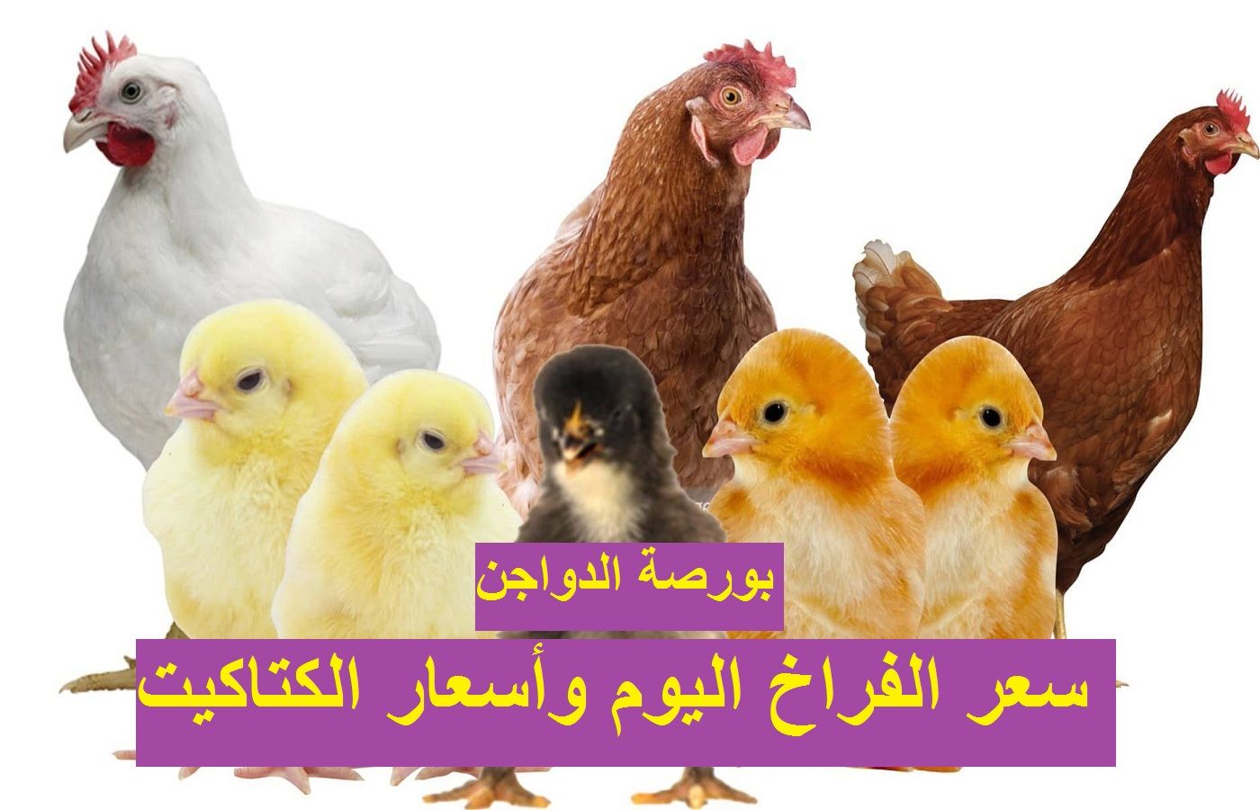 سعر الكتكوت الأبيض اليوم الثلاثاء 2 يوليو 2024 في مخلتف الشركات