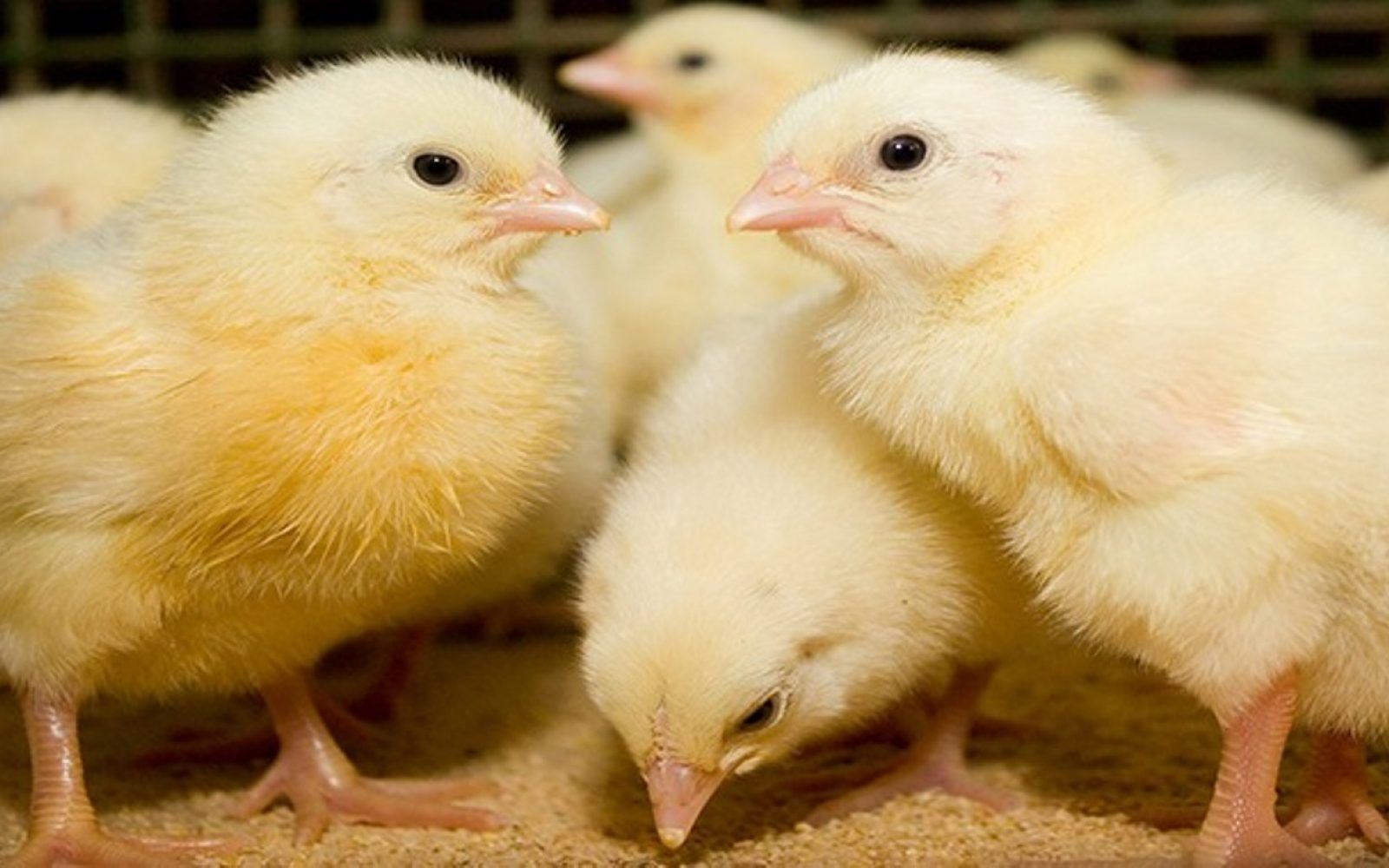 سعر الكتكوت الأبيض اليوم الثلاثاء 2 يوليو 2024 في مخلتف الشركات