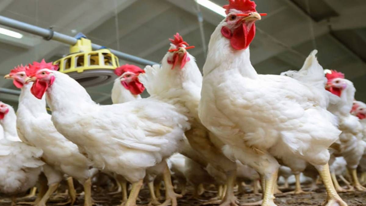 الأسعار بتنزل| سعر الفراخ اليوم الثلاثاء 2 يوليو 2024 في بورصة الدواجن