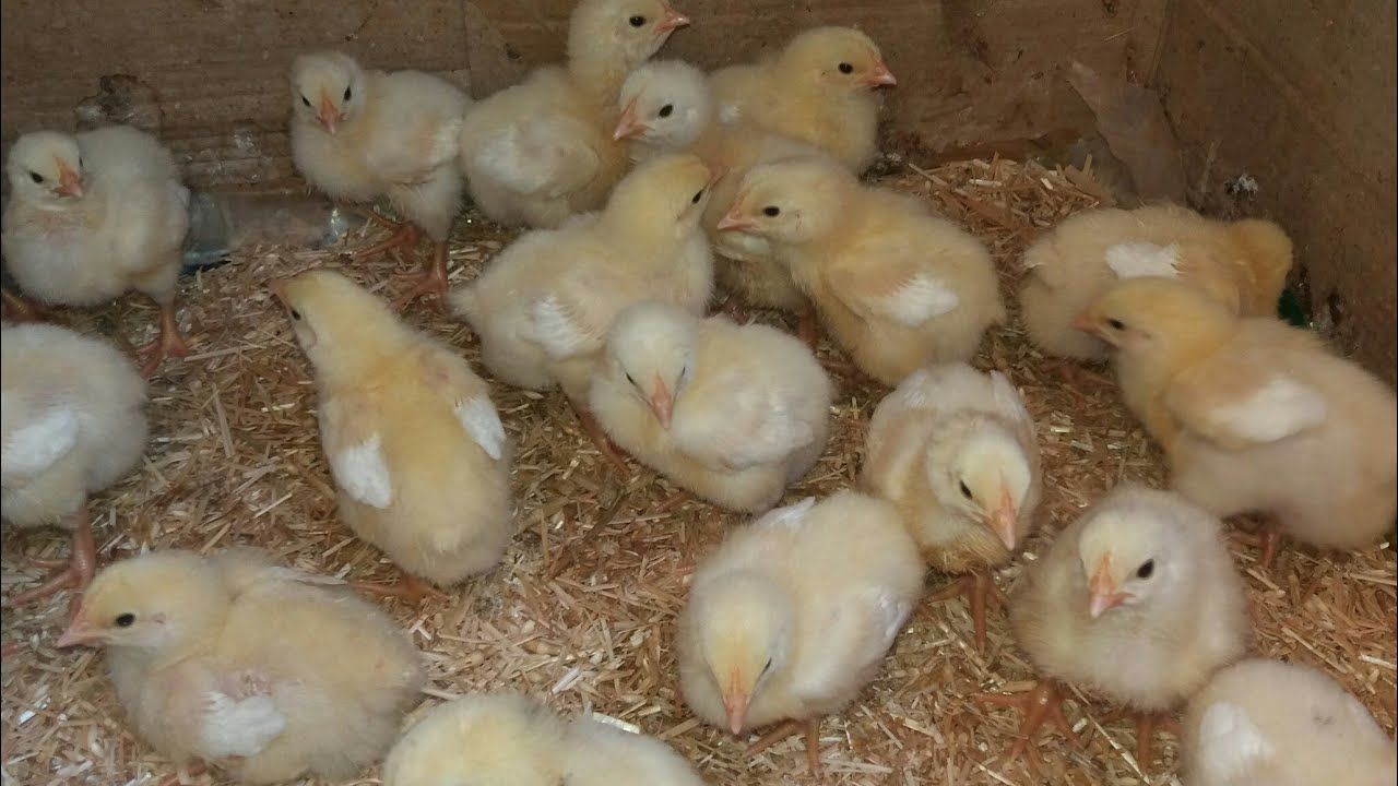 الأسعار بتنزل| سعر الفراخ اليوم الثلاثاء 2 يوليو 2024 في بورصة الدواجن