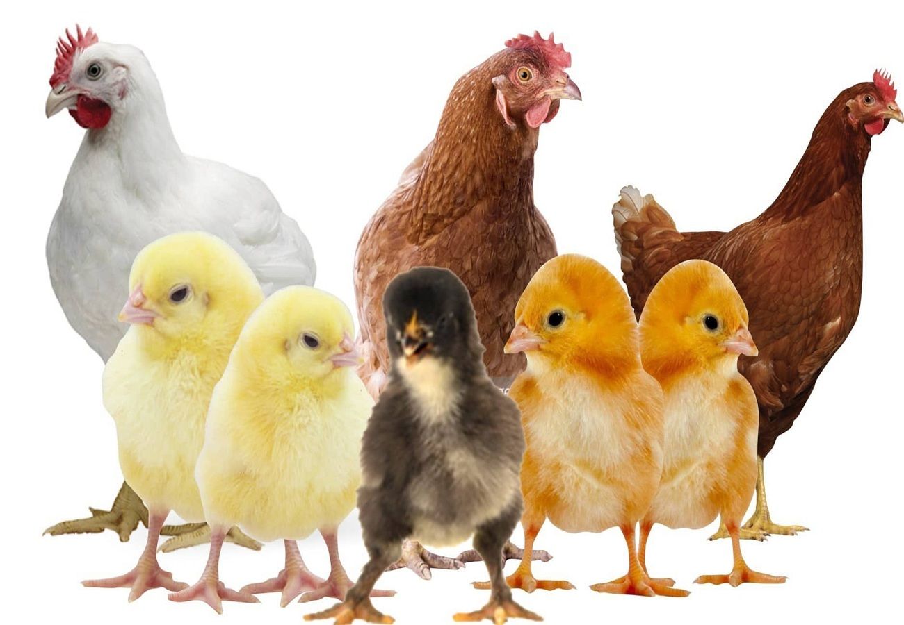 الأسعار بتنزل| سعر الفراخ اليوم الثلاثاء 2 يوليو 2024 في بورصة الدواجن