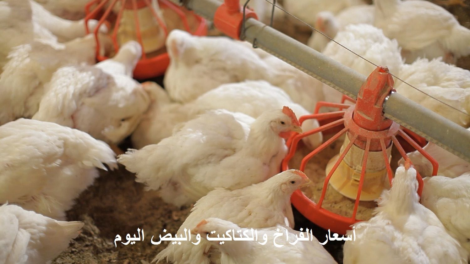 الأسعار بتنزل| سعر الفراخ اليوم الثلاثاء 2 يوليو 2024 في بورصة الدواجن