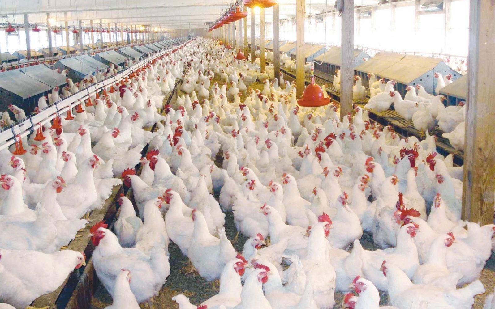 الأسعار بتنزل| سعر الفراخ اليوم الثلاثاء 2 يوليو 2024 في بورصة الدواجن