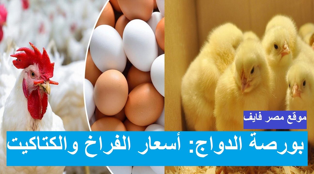 الأسعار بتنزل| سعر الفراخ اليوم الثلاثاء 2 يوليو 2024 في بورصة الدواجن