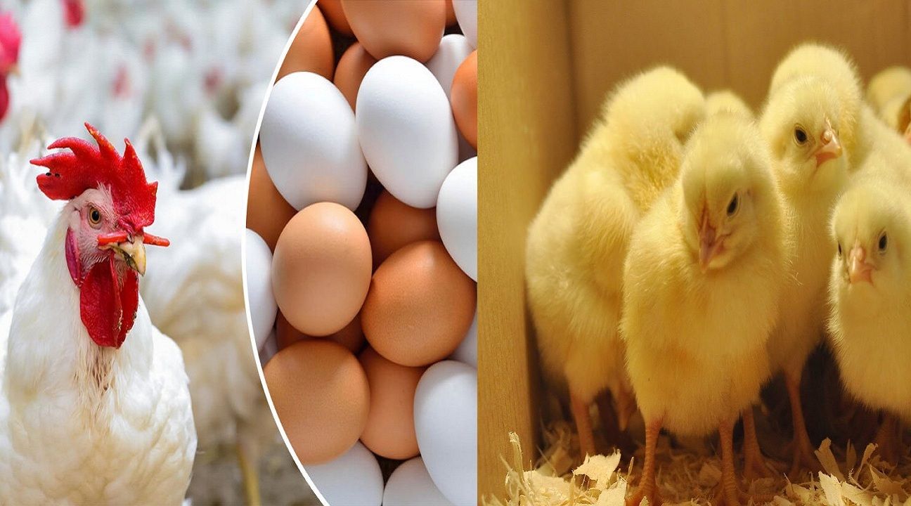 سعر الكتكوت الأبيض اليوم الثلاثاء 2 يوليو 2024 في مخلتف الشركات