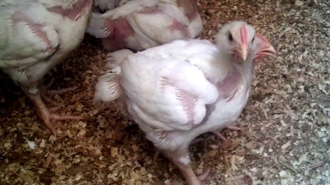 الأسعار بتنزل| سعر الفراخ اليوم الثلاثاء 2 يوليو 2024 في بورصة الدواجن