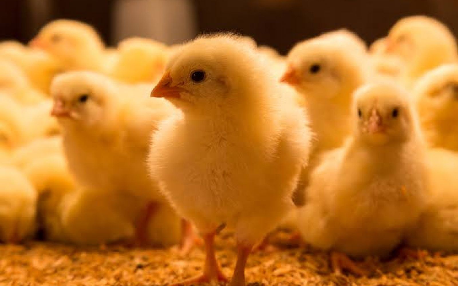 سعر الكتكوت الأبيض اليوم الثلاثاء 2 يوليو 2024 في مخلتف الشركات