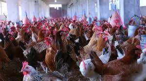 الأسعار بتنزل| سعر الفراخ اليوم الثلاثاء 2 يوليو 2024 في بورصة الدواجن