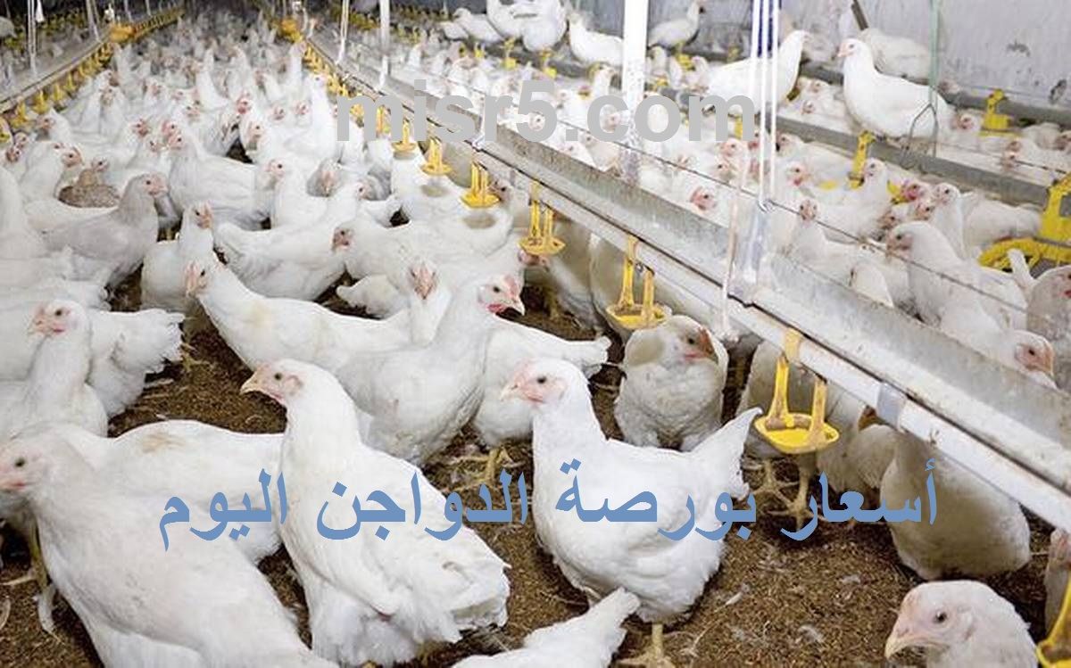 الآن.. أسعار بورصة الدواجن اليوم الثلاثاء 2 يوليو 2024 فراخ وكتاكيت وبيض