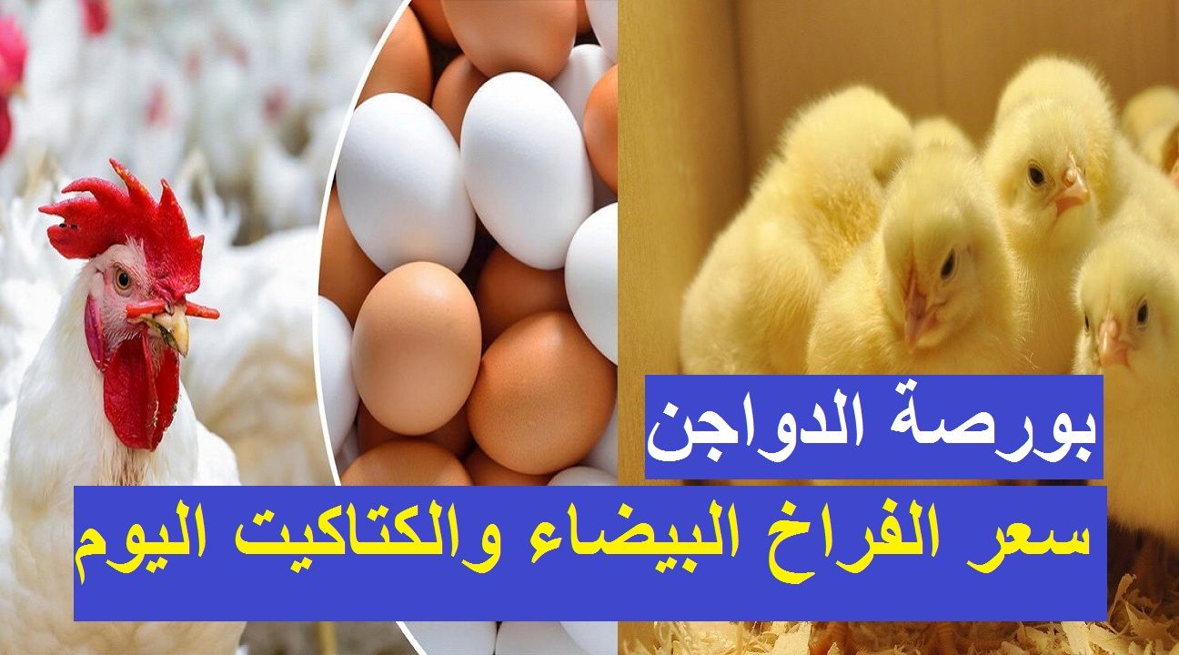 الأسعار بتنزل| سعر الفراخ اليوم الثلاثاء 2 يوليو 2024 في بورصة الدواجن