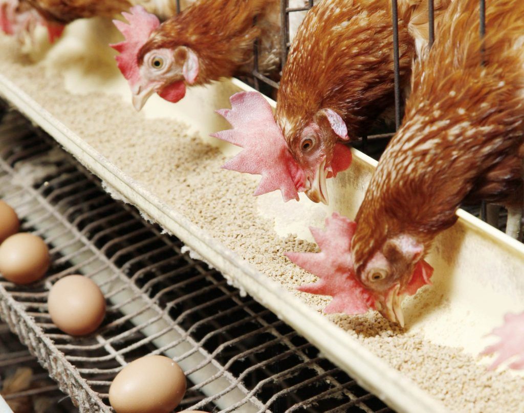 سعر الكتكوت الأبيض اليوم الثلاثاء 2 يوليو 2024 في مخلتف الشركات