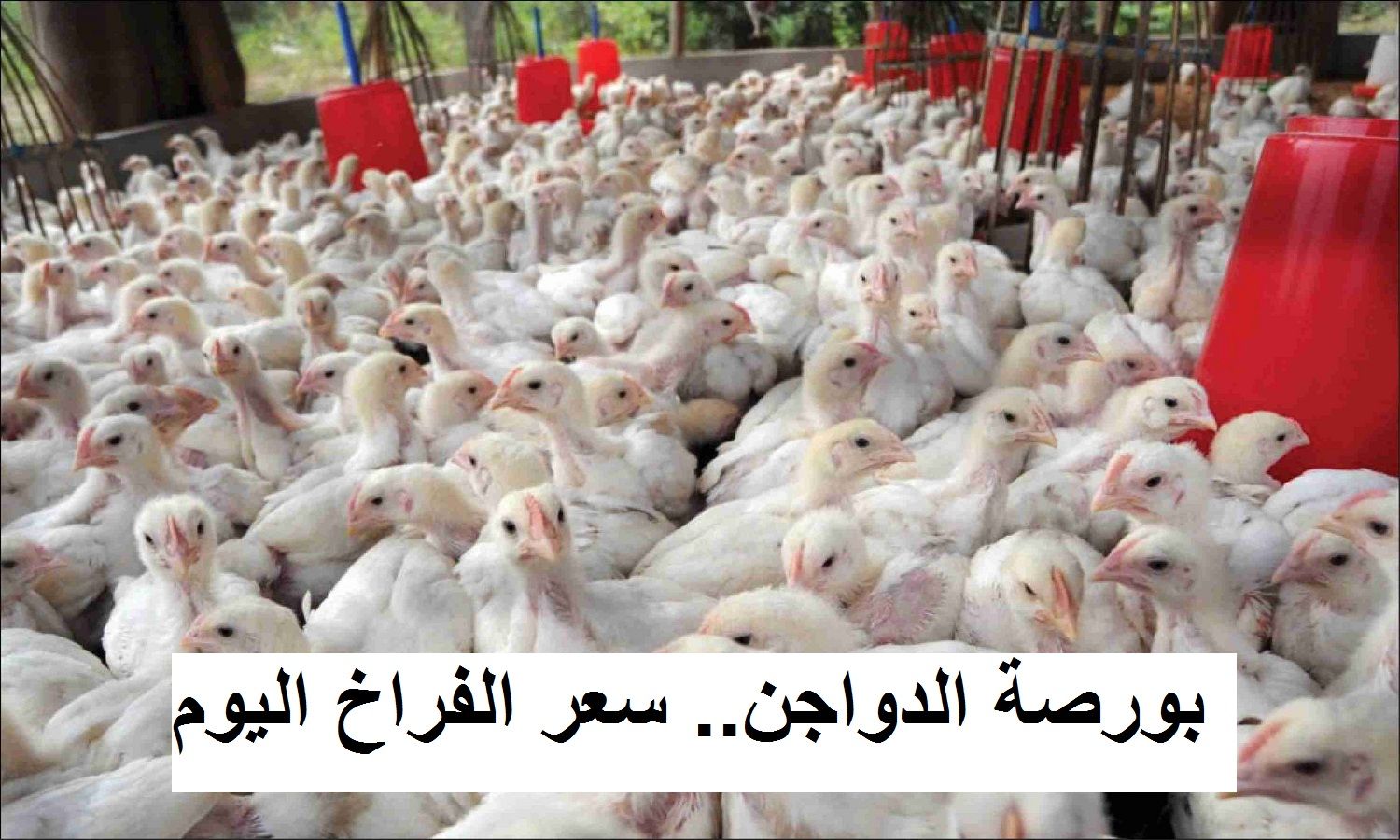 سعر الكتكوت الأبيض اليوم الثلاثاء 2 يوليو 2024 في مخلتف الشركات