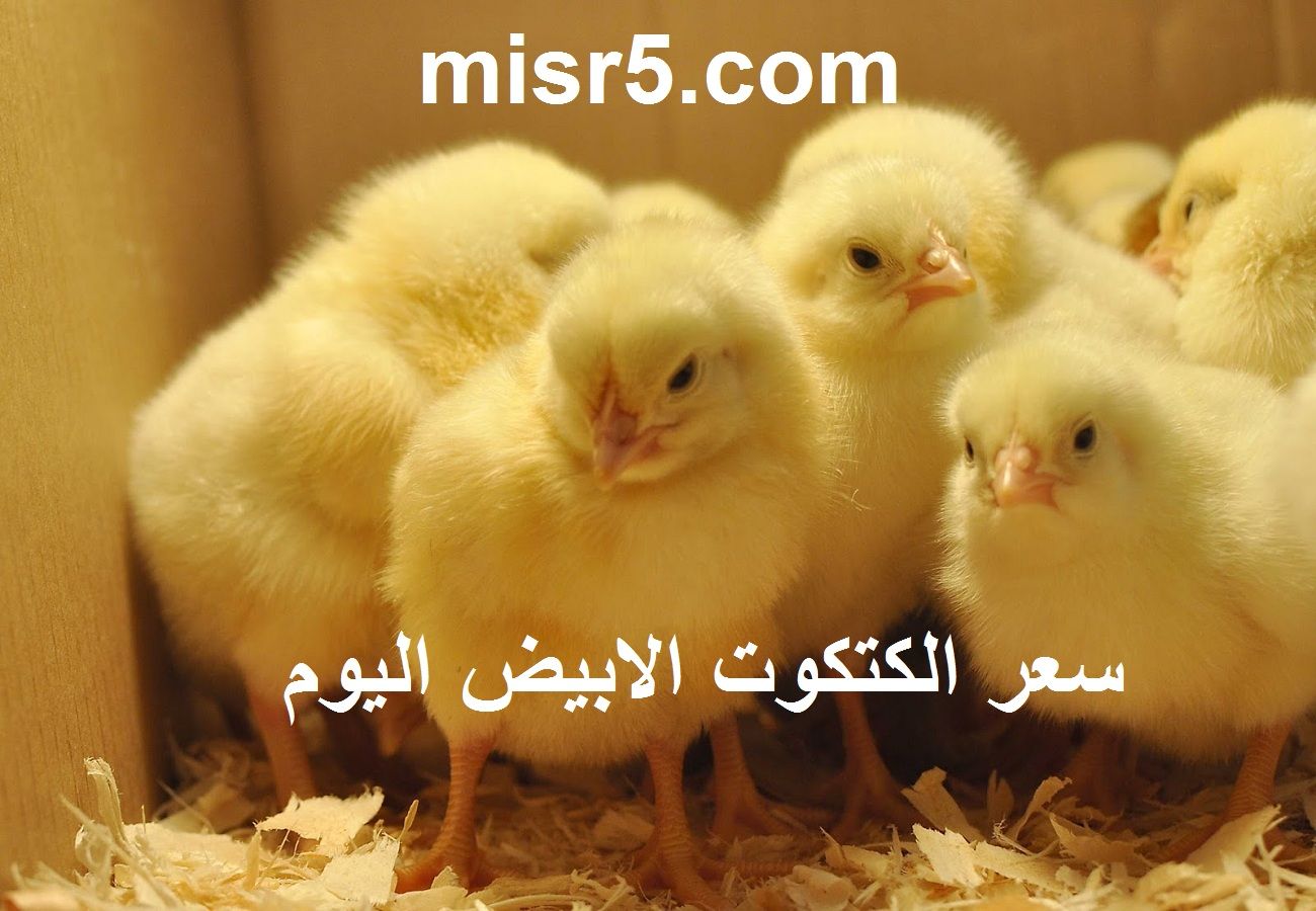 سعر الكتكوت الأبيض اليوم الثلاثاء 2 يوليو 2024 في مخلتف الشركات