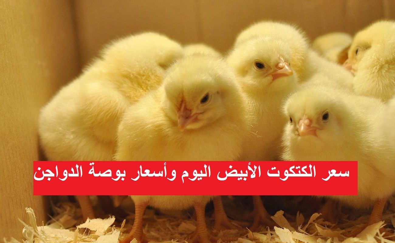 سعر الكتكوت الأبيض اليوم الثلاثاء 2 يوليو 2024 في مخلتف الشركات