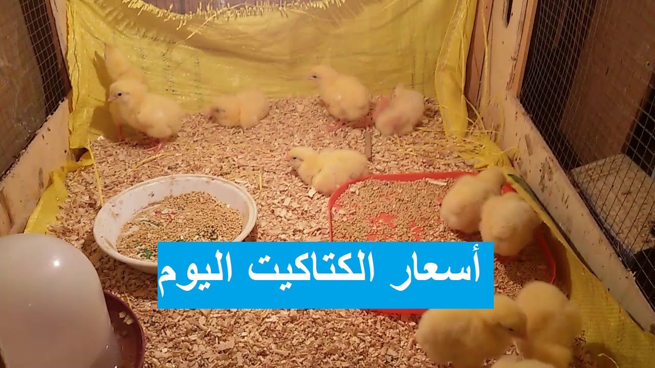 سعر الكتكوت الأبيض اليوم الثلاثاء 2 يوليو 2024 في مخلتف الشركات