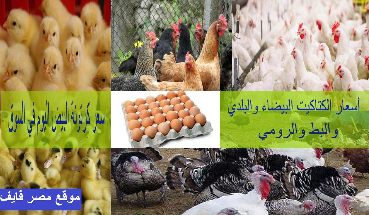 سعر الكتكوت الأبيض اليوم الثلاثاء 2 يوليو 2024 في مخلتف الشركات