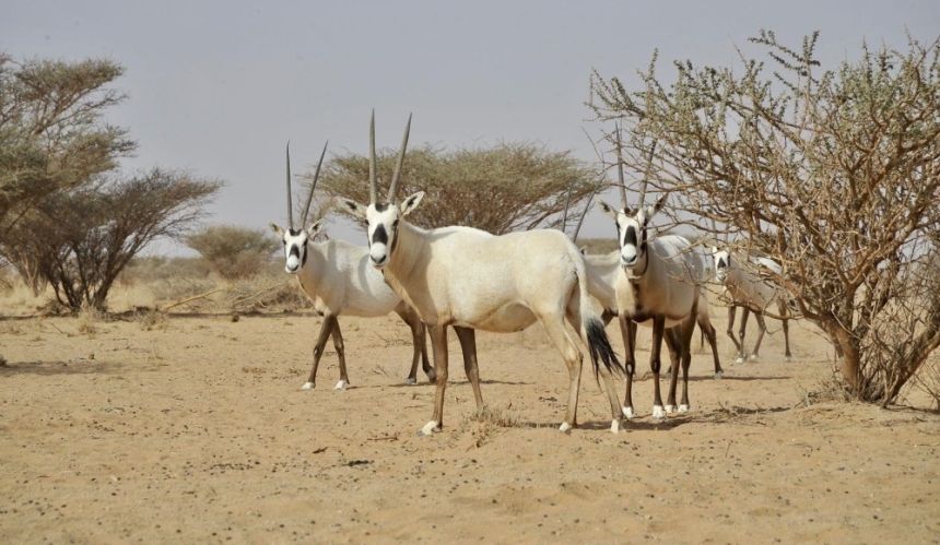 خبراء المناطق المحمية والأمم المتحدة في جولة ميدانية بمحمية عروق بني معارض 