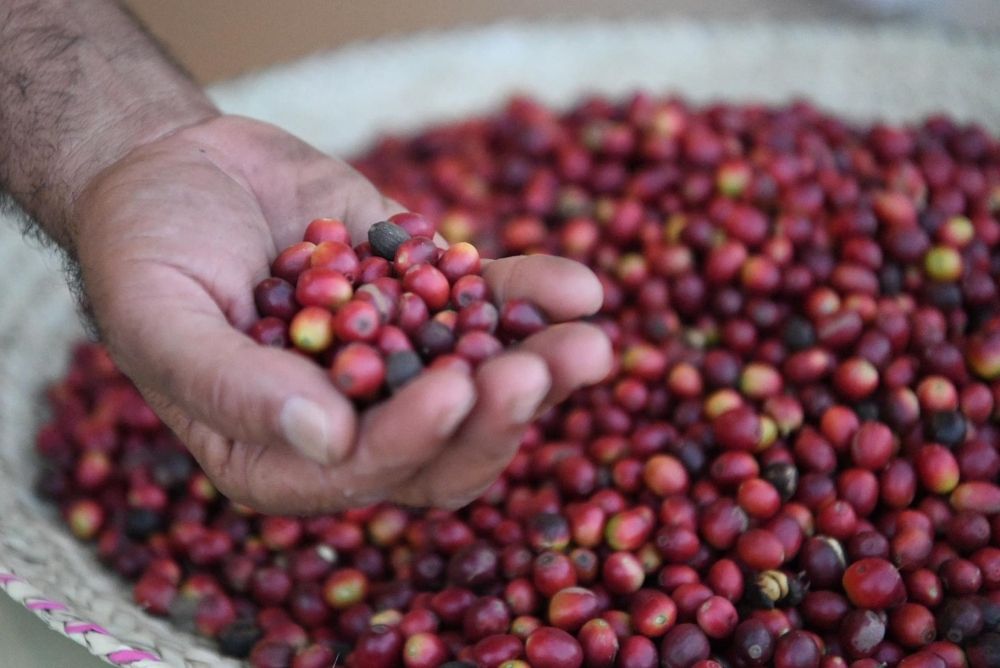 الباحة.. طرح فرصة استثمارية لإنشاء مدينة البن بقلوة