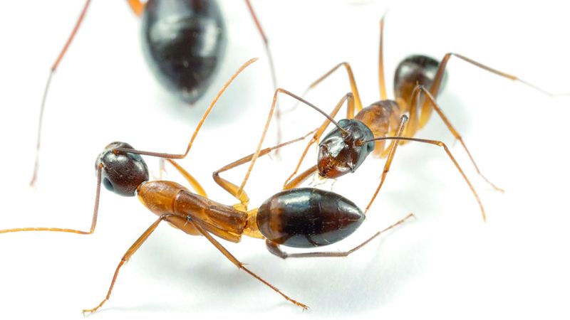 الامارات | ليس البشر وحدهم .. النمل أيضاً يُجري جراحات بتر أطراف إنقاذاً للحياة
