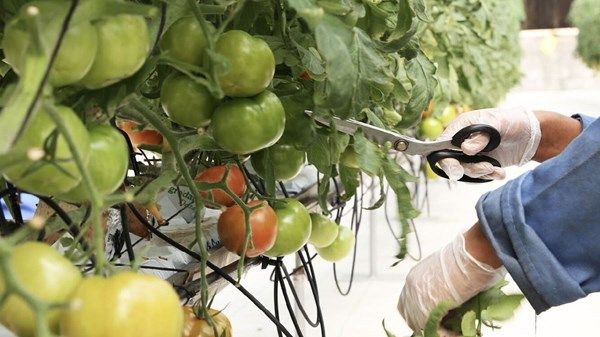 "أبوظبي للزراعة والسلامة الغذائية" تصدر قراراً بشأن تنظيم إجراءات أخذ عينات الغذاء والعلف