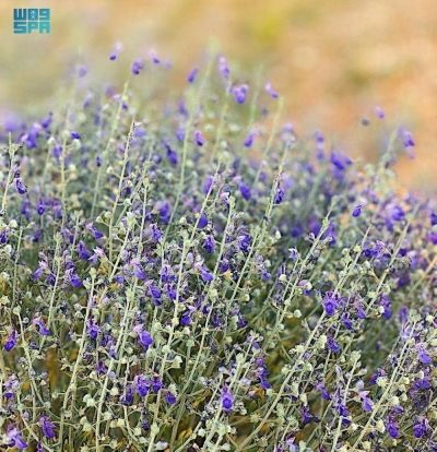 تحديد متطلبات عدم الممانعة لممارسي الأنشطة الإعلامية