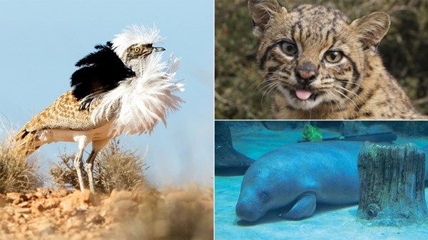 «صندوق محمد بن زايد للمحافظة على الكائنات الحية» يقدم منحاً لـ59 مشروعاً